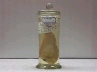 藏品(赤黃金線魚)的圖片